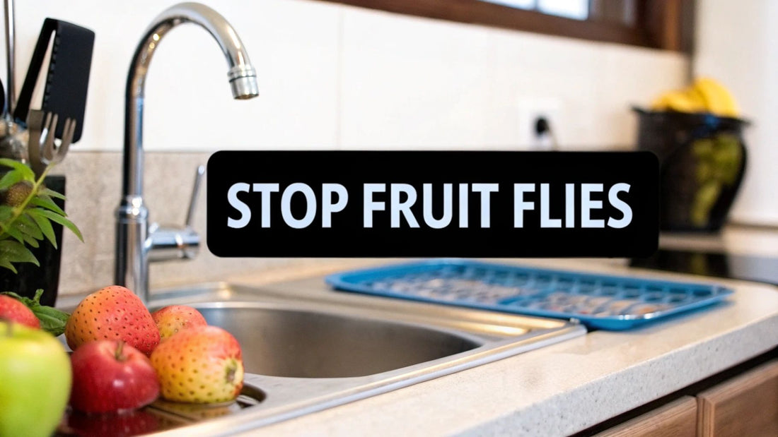 What Attracts Fruit Flies and How to Stop Them