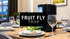 Buy a Fruit Fly Trap That Actually Works: The Pro's Guide
