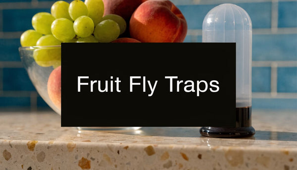 Best Fruit Flies Traps for Kitchen 2026
