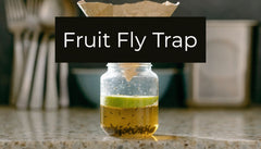 Make a Fruit Fly Trap: Quick & Easy Methods